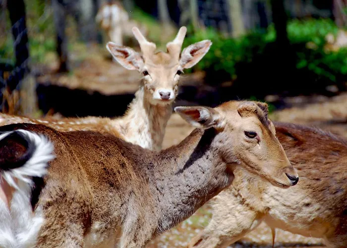 Lcr Boutique, Lcr Y Lcr Valles Biescas (Aragon)